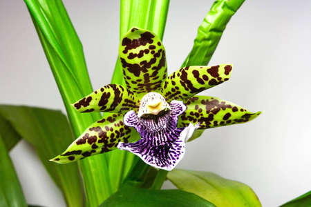 Blooming orchid with one cute tiger-striped flower, genus Zygopetalum.の写真素材
