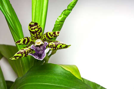 Blooming orchid with one cute tiger-striped flower, genus Zygopetalum. Copyspace provided.の写真素材