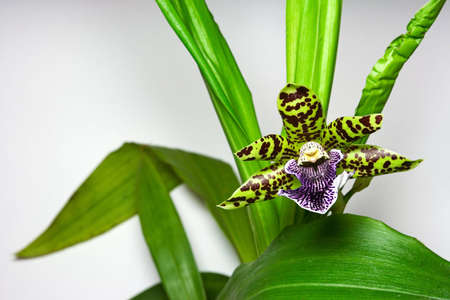 Blooming orchid with one cute tiger-striped flower, genus Zygopetalum. Copyspace provided.の写真素材
