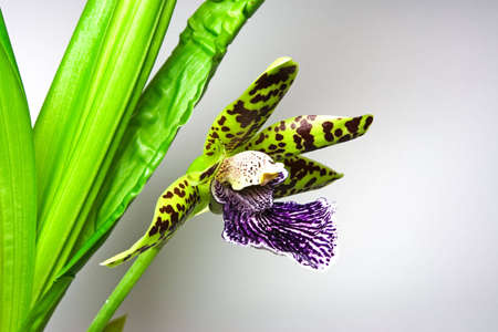 Blooming orchid with one cute tiger-striped flower, genus Zygopetalum.の写真素材