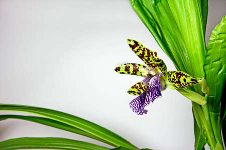 Blooming orchid with one cute tiger-striped flower, genus Zygopetalum. Copyspace provided.の写真素材