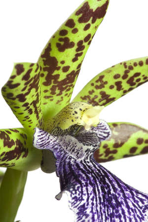 Blooming orchid with cute tiger-striped flowers, genus Zygopetalum.の写真素材