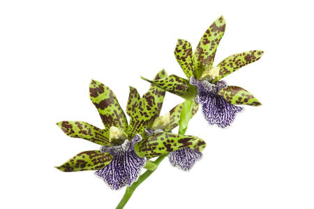 Blooming orchid with cute tiger-striped flowers, genus Zygopetalum.の写真素材