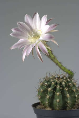 Beautiful cactus flower isolated on grey backgroundの写真素材