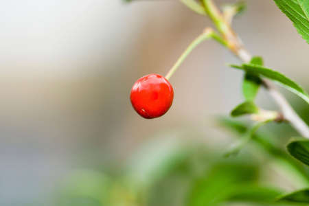 Single red cherry on the branch with shallow depth of field. Copyspace provided.