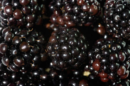 Closeup of many blackberries. Can be used as background.