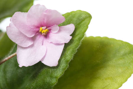 Closeup shot of single pink violet flower on white background.の写真素材