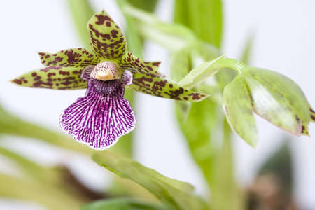 Blooming orchid with cute tiger-striped flowers.の写真素材