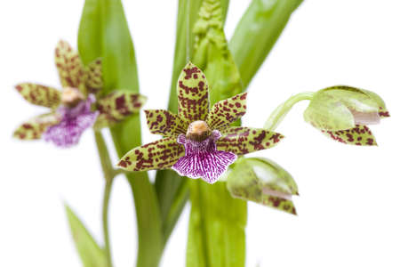 Blooming orchid with cute tiger-striped flowers, genus Zygopetalum.の写真素材