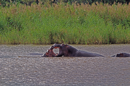 Two hippos fighting in the water, national park isimangaliso, south africaの写真素材