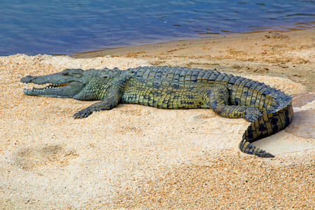 African crocodile on a sandbank in South Africa