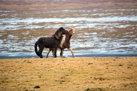 Gambling Icelandic horses on the meadow in winter of icelandの写真素材