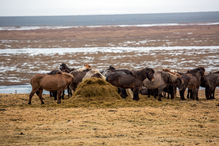 A herd of Icelandic horses eating on meadow in Icelandの写真素材