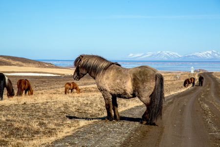 Cozy Icelandic horse on the street in front of beautiful icelandic landscapeの写真素材