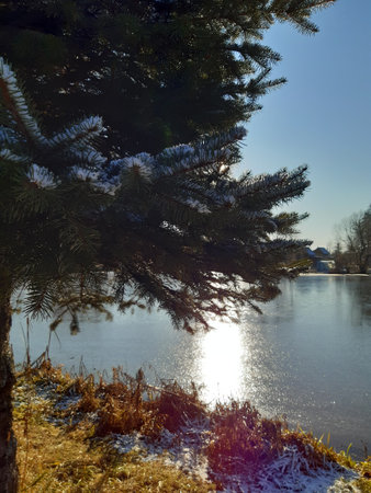 landscape, on the shore of the pond a coniferous tree and a spruce, the sun is reflecting in the waterの写真素材