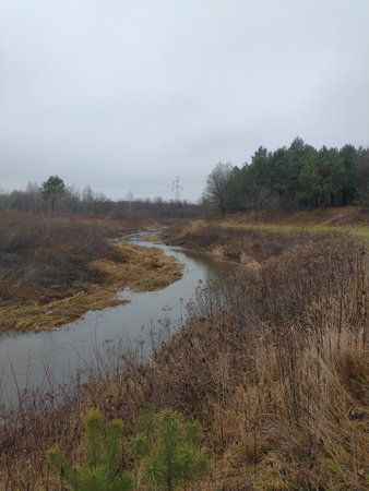 Autumn-winter landscape: a small river flows among the dry, yellow grasses and bushes, in the distance you can see a coniferous forestの写真素材