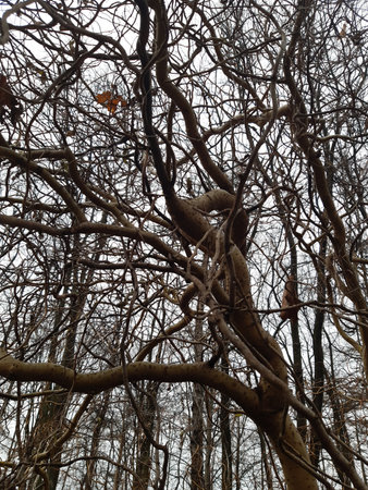 tangled tree branches in the foreground, boughs without leaves. Winter season, sky in the backgroundの写真素材