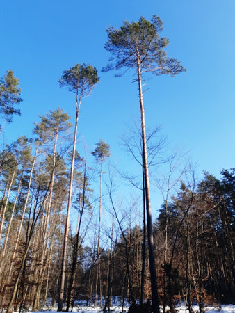 the blue sky against its background canopy of trees, you can see tall soaring treesの写真素材