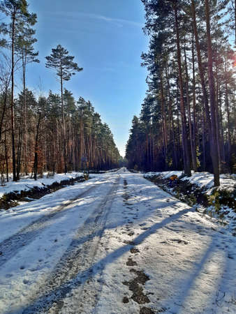 tall trees along the snowy forest roadの写真素材