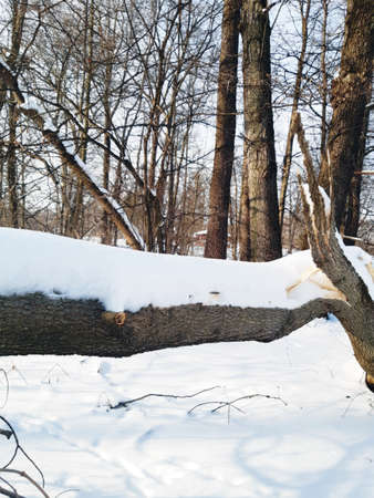 forest, snow, fallen, broken tree on the plan firstの写真素材