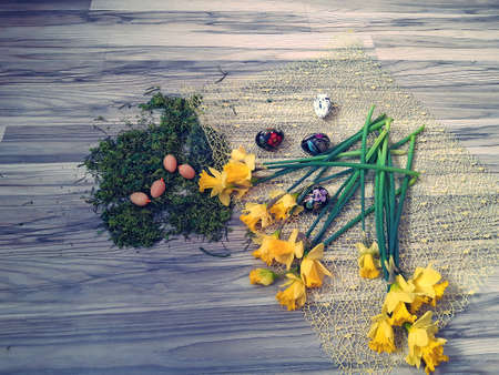 Polish daffodils spread out on a wooden countertop, next to the moss you can see Easter eggs, eggs and decorationsの写真素材