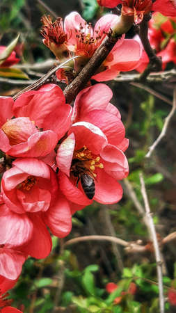 the bee pollinates the red apple blossomsの写真素材