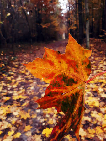 autumn, forest, fall,の写真素材