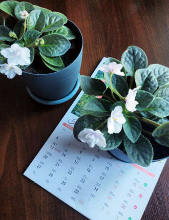white violet on the table next to the colored calendarの写真素材