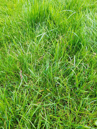 green grass backgroundの写真素材