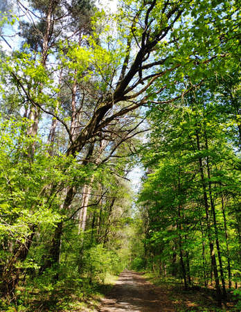 green forest in summerの写真素材