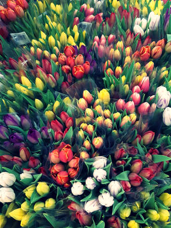 lots of colorful tulips stacked side by sideの写真素材