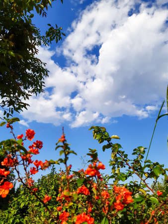 against a blue sky with clouds view of a blooming quince bush blooming quince bush against the skyの写真素材