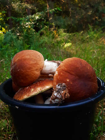in the forest, on the green grass, there is a bucket full of mushroomsの写真素材