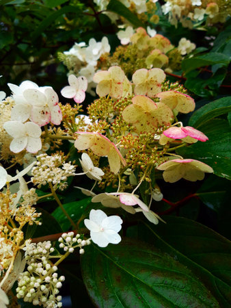 blooming white hydrangeaの写真素材