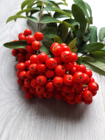 mountain ash on a light table backgroundの写真素材