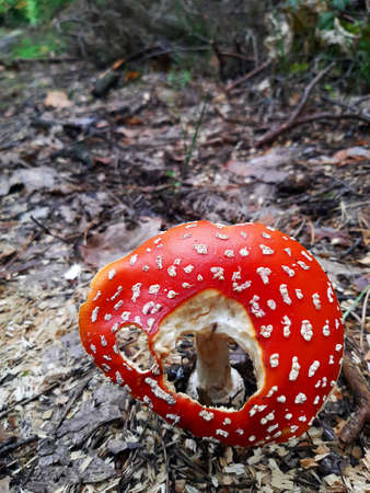 a red toadstool dotted with dots stands among the grasses in the forest