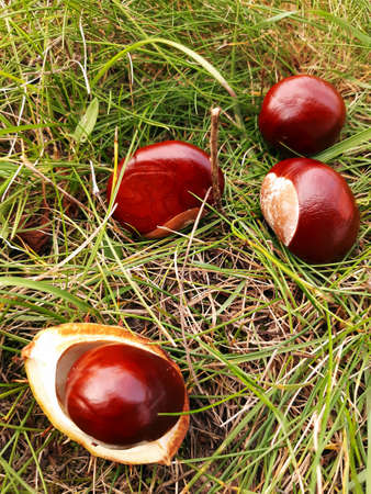 shiny brown chestnuts in the grass.の写真素材