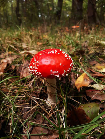 red large speckled toadstool in the forest