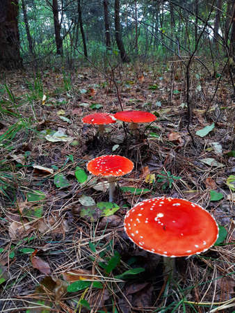 red large speckled toadstool in the forestの写真素材