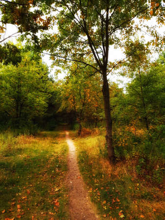 forest in autumn robe.view of the forest, paths among trees in the colors of autumn