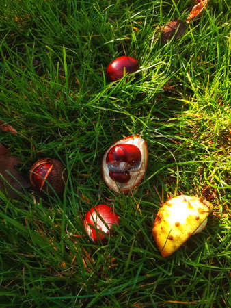shiny brown chestnuts in the grassの写真素材
