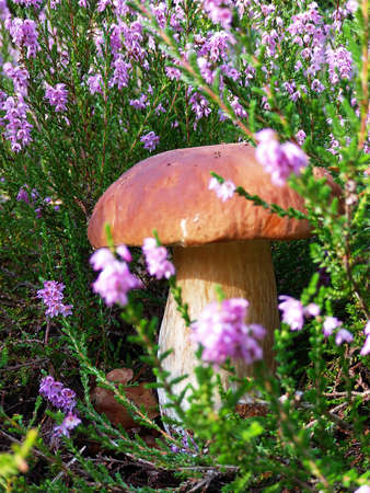boletus grows among purple heathersの写真素材