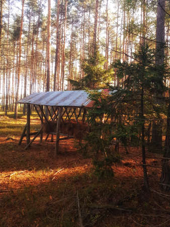 a pasture for animals in the middle of the forest in autumnの写真素材