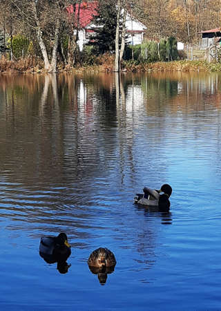 ducks swimming on a blue lakeの写真素材