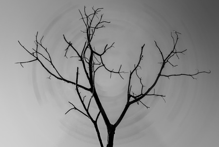 A silhouette of alone a tree isolatedの写真素材