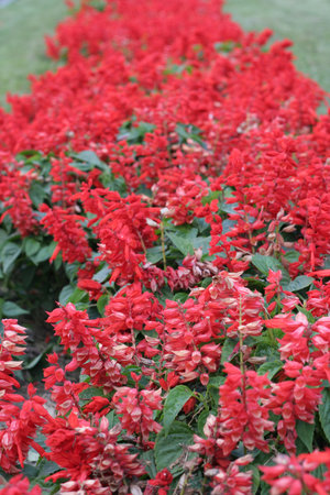 Red flower road go up out of focusの写真素材