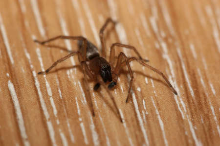 close-up spider on floor, focus on eyesの写真素材