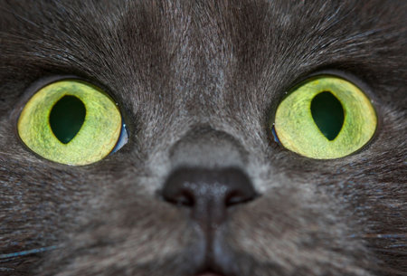 surprised cat snout close-up, two eyes in focus の写真素材