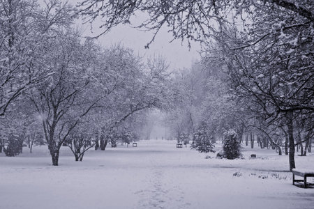 frozen trees in park during snowfallの写真素材