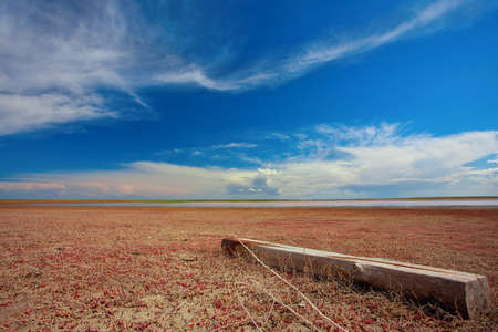 salty dry soil in steppeの写真素材